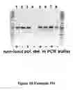 Fig. 37 - Polymerase compositions and uses