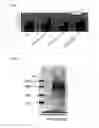Fig. 08 - IMPROVING AGENT FOR DYSFUNCTION DUE TO NEUROPATHY AND RHO KINASE ACTIVATION INHIBITOR