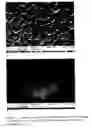Fig. 05 - Method for texturing silicon surfaces and wafers thereof