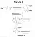 Fig. 09 - Peptides that block the binding of IgG to FcRn