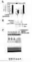 Fig. 07 - METHODS FOR TREATING INFLAMMATORY DISORDERS