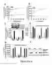 Fig. 16 - METHODS FOR TREATING INFLAMMATORY DISORDERS