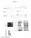 Fig. 02 - Methods and compositions using stearoyl-CoA desaturase to identify triglyceride reducing therapeutic agents