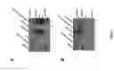 Fig. 08 - Cell transdifferentiation into brown adipocytes