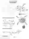 Fig. 02 - Branched Multifunctional Nanoparticle Conjugates And Their Use