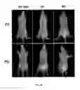 Fig. 06 - Branched Multifunctional Nanoparticle Conjugates And Their Use