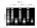 Fig. 03 - Selective Purification of Small RNAs from Mixtures