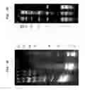 Fig. 06 - Selective Purification of Small RNAs from Mixtures