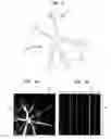Fig. 03 - RETINAL FLOW CYTOMETRY