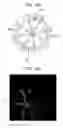 Fig. 12 - RETINAL FLOW CYTOMETRY