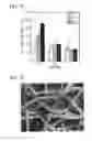 Fig. 04 - GUIDED BONE REGENERATION MEMBRANE AND MANUFACTURING METHOD THEREOF