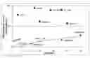 Fig. 01 - Low-viscosity reduced-sugar syrup, methods of making, and applications thereof