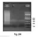 Fig. 10 - Multichannel preparative electrophoresis system
