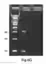 Fig. 19 - Multichannel preparative electrophoresis system