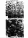 Fig. 10 - Bent-core LC decorated gold nanoclusters