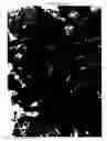 Fig. 12 - Bent-core LC decorated gold nanoclusters