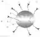 Fig. 01 - NANOPARTICLES FOR TARGETED DELIVERY OF ACTIVE AGENTS TO THE LUNG