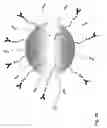 Fig. 03 - NANOPARTICLES FOR TARGETED DELIVERY OF ACTIVE AGENTS TO THE LUNG
