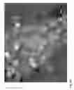 Fig. 06 - NANOPARTICLES FOR TARGETED DELIVERY OF ACTIVE AGENTS TO THE LUNG