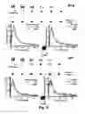 Fig. 06 - Methods of determining renal function using technetium-99m tricarbonyl-nitrilotriacetic acid