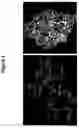 Fig. 03 - Labeled inhibitors of prostate specific membrane antigen (PSMA), biological evaluation, and use as imaging agents