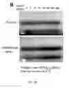 Fig. 08 - METHODS AND COMPOSITIONS INVOLVING CHITOSAN NANOPARTICLES