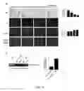 Fig. 22 - METHODS AND COMPOSITIONS INVOLVING CHITOSAN NANOPARTICLES