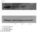 Fig. 05 - COSMETIC COMPOSITION COMPRISING A STEM-CELL CULTURE FLUID, AND A PRODUCTION METHOD THEREFOR