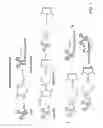 Fig. 02 - IN SITU IMMUNIZATION