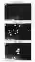 Fig. 22 - Pluripotent embryonic-like stem cells, compositions, methods and uses thereof