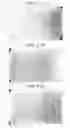 Fig. 35 - Pluripotent embryonic-like stem cells, compositions, methods and uses thereof