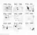 Fig. 40 - Pluripotent embryonic-like stem cells, compositions, methods and uses thereof