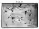 Fig. 45 - Pluripotent embryonic-like stem cells, compositions, methods and uses thereof