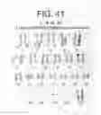 Fig. 49 - Pluripotent embryonic-like stem cells, compositions, methods and uses thereof