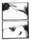 Fig. 85 - Pluripotent embryonic-like stem cells, compositions, methods and uses thereof