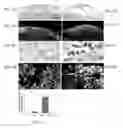 Fig. 04 - Methods and Kits for Enhancing Cell Survival, Stimulating Cell Proliferation, Treating Diabetic Patients, and/or Reinnervation