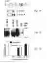Fig. 02 - MATERIALS AND METHODS FOR TREATING OR PREVENTING ORGANOPHOSPHATE EXPOSURE ASSOCIATED DAMAGE