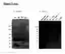 Fig. 06 - CA6 antigen-specific cytotoxic conjugate and methods of using the same