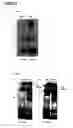 Fig. 07 - CA6 antigen-specific cytotoxic conjugate and methods of using the same