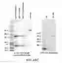 Fig. 45 - Targeted immunoconjugates