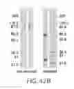 Fig. 68 - Targeted immunoconjugates