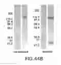 Fig. 71 - Targeted immunoconjugates