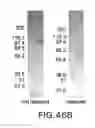 Fig. 75 - Targeted immunoconjugates