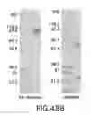 Fig. 78 - Targeted immunoconjugates