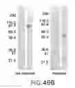 Fig. 80 - Targeted immunoconjugates