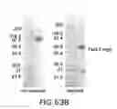 Fig. 85 - Targeted immunoconjugates