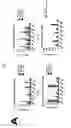 Fig. 03 - Immunoconjugates Comprising Poxvirus-Derived Peptides and Antibodies Against Antigen-Presenting Cells for Subunit-Based Poxvirus Vaccines