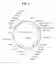 Fig. 04 - Infectious clones of torque teno virus