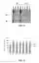 Fig. 04 - Viral adjuvants