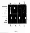 Fig. 03 - Use of basic fibroblast growth factor in the de-differentiation of animal connective tissue cells